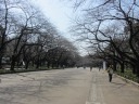 上野公園　名所の桜並木