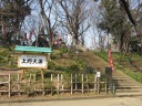 上野公園　桜並木　上野大仏、パゴタ