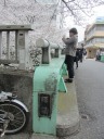  神田川　南側遊歩道　曙橋　満開の桜並木 