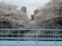  神田川　南側遊歩道　曙橋　満開の桜並木 