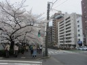 神田川　南側遊歩道　満開の桜並木　面影橋交差点