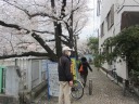 神田川　南側遊歩道　仲之橋　満開の桜並木