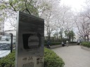神田川　南側遊歩道　西早稲田シティタワー　満開の桜並木