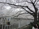 神田川　南側遊歩道　満開の桜並木　名物の川柳