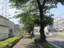 藤沢街道（国道４６７号）　桜並木を南下