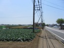 藤沢街道（国道４６７号）　畑が続く道沿いに南下