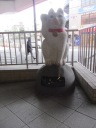 豪徳寺駅前に飾られた招き猫