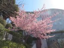 池上本門寺　此経難持坂（男坂　しきょうなんじざか）　満開の河津桜