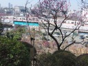 池上梅園　満開の見晴らし台　都営地下鉄検修場の高架を走る都営地下鉄