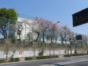 中原街道　満開の桜の洗足池小学校