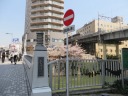 ソニー通り　満開の桜で有名な目黒川に掛かる大崎橋