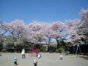 満開の桜並木の掃部山公園　自由広場（児童遊園地）