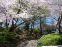 満開の桜並木の掃部山公園　自由広場