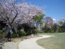 野毛山公園　満開の桜が咲く芝生広場
