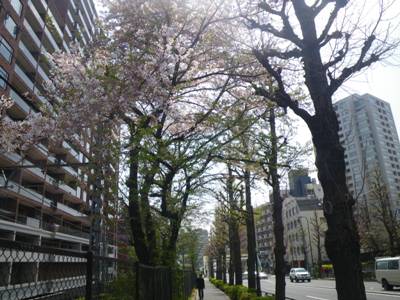 明治通り　散り始めた桜木