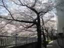 神田川　南側遊歩道　満開の桜並木