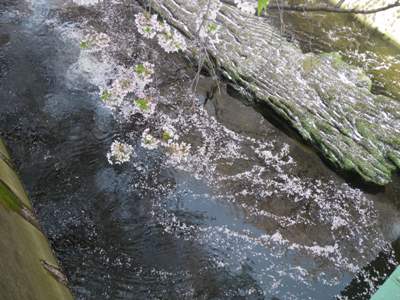 神田川　水面を覆う桜の花びら