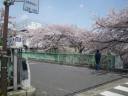 神田川　南側遊歩道　面影橋　満開の桜並木
