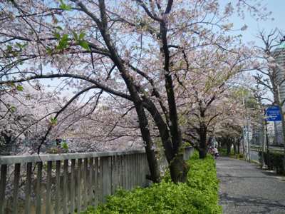 神田川　南側遊歩道　満開の桜並木