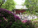 根津神社　つつじ苑　満開のつつじまつり　見物コースから見える楼門