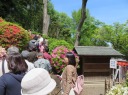 根津神社　つつじ苑　満開のつつじまつり　正規の見学コースを上る