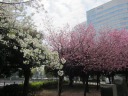 みなとみらい　満開のさくら通り　さくら通り西交差点　山桜（白）、大山桜？（右）