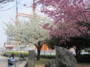 みなとみらい　満開のさくら通り　さくら通り西交差点　山桜（白）、大山桜？（右）