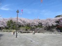 桜が満開の飛鳥山公園　多目的広場　飛鳥舞台