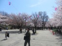桜が満開の飛鳥山公園　多目的広場