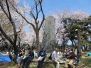  桜が満開の飛鳥山公園　明治維新百年植樹記念碑 