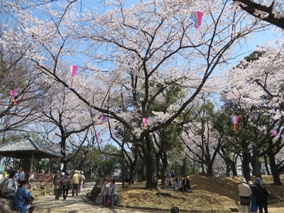 桜が満開の飛鳥山公園　遊歩道を南下