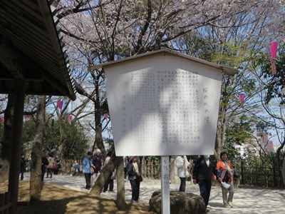 桜が満開の飛鳥山公園　遊歩道　桜の賦の碑