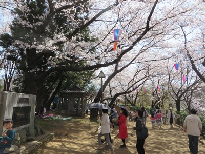 桜が満開の飛鳥山公園　遊歩道を南下