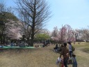  桜が満開の飛鳥山公園　児童エリア 