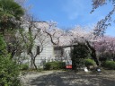 桜が満開の飛鳥山公園　旧渋沢庭園　青淵文庫