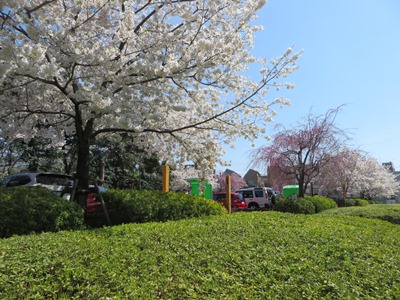 本郷通り　飛鳥山公園　桜が満開の駐車場