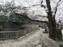 ＪＲ　王子駅　音無親水公園　満開間近の桜並木