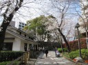 ＪＲ　王子駅　音無親水公園　満開間近の桜並木