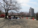飛鳥山公園　桜並木広場