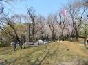 飛鳥山公園　桜並木広場