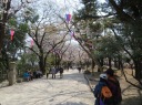 飛鳥山公園　ＪＲ線路沿いの桜並木を南下