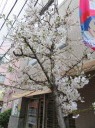 染井銀座商店街を東進　ポットに植えられた本物の桜