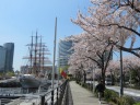 みなとみらい　満開のさくら通りを南西に進む　帆船　日本丸