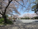 掃部山公園　満開の桜が美しい遊具広場