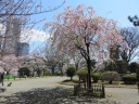 掃部山公園　銅像広場（井伊直弼銅像広場）　仙台枝垂れ桜