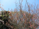 掃部山公園　銅像広場（井伊直弼銅像広場）　開花し始めた八重桜