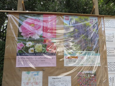 根津神社　表参道に掲示された他神社のポスター