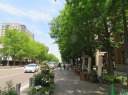 日本大通り　新緑が美しい名所のイチョウ並木を北東に歩く