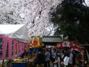 上野公園　上野東照宮　満開の参道に並ぶ花見の屋台
