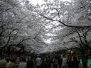 上野公園　満開の桜並木